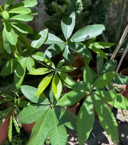 想要發財樹長得好,要學會「養根」技巧,簡單做4步,根壯葉綠