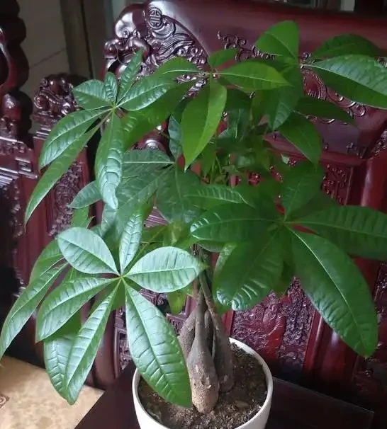 想要發財樹長得好,要學會「養根」技巧,簡單做4步,根壯葉綠