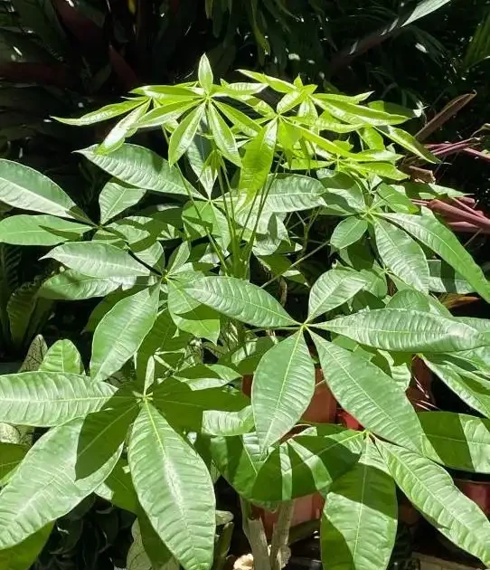 想要發財樹長得好,要學會「養根」技巧,簡單做4步,根壯葉綠