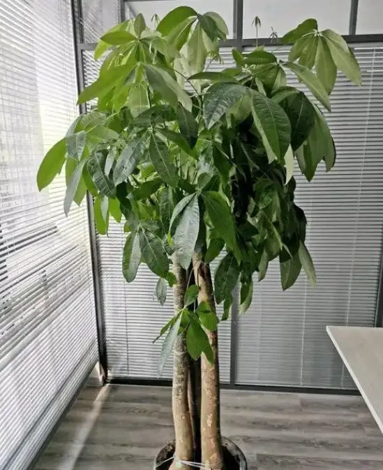 想要發財樹長得好,要學會「養根」技巧,簡單做4步,根壯葉綠