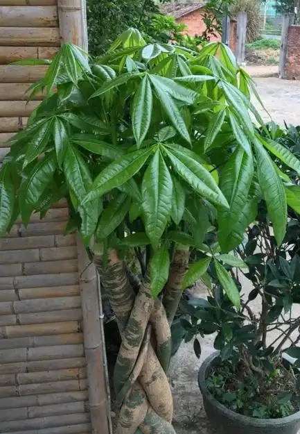 想要發財樹長得好,要學會「養根」技巧,簡單做4步,根壯葉綠