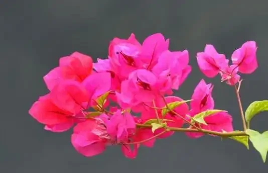 在北方,九重葛盆栽這樣養,讓它花開熱烈,色彩豔麗,附越冬技巧