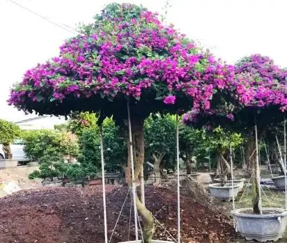 在北方,九重葛盆栽這樣養,讓它花開熱烈,色彩豔麗,附越冬技巧