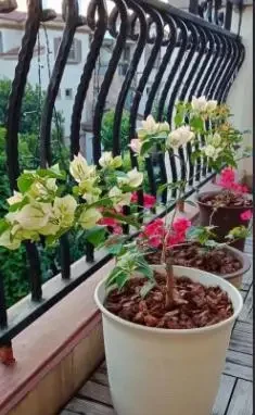 在北方,九重葛盆栽這樣養,讓它花開熱烈,色彩豔麗,附越冬技巧