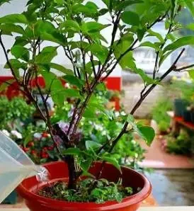 在北方,九重葛盆栽這樣養,讓它花開熱烈,色彩豔麗,附越冬技巧