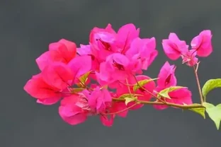 在北方，九重葛盆栽這樣養，讓它花開熱烈，色彩豔麗，附越冬技巧