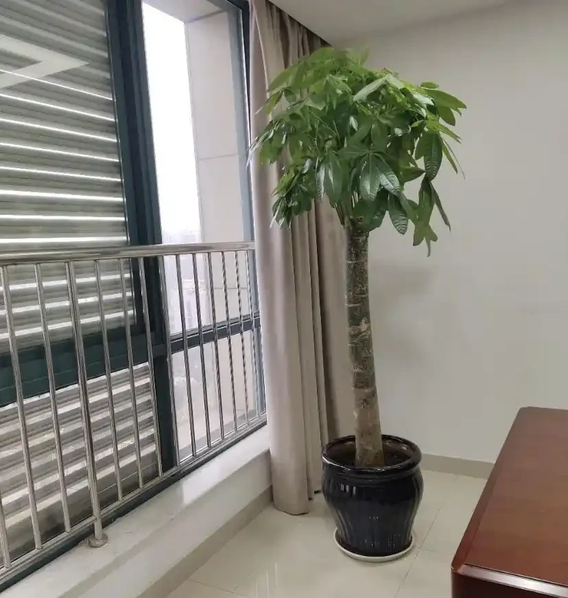 發財樹葉子焦變,空氣濕度不夠,早起盆盆水,葉子油綠綠