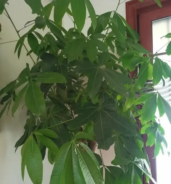 發財樹葉子焦變,空氣濕度不夠,早起盆盆水,葉子油綠綠