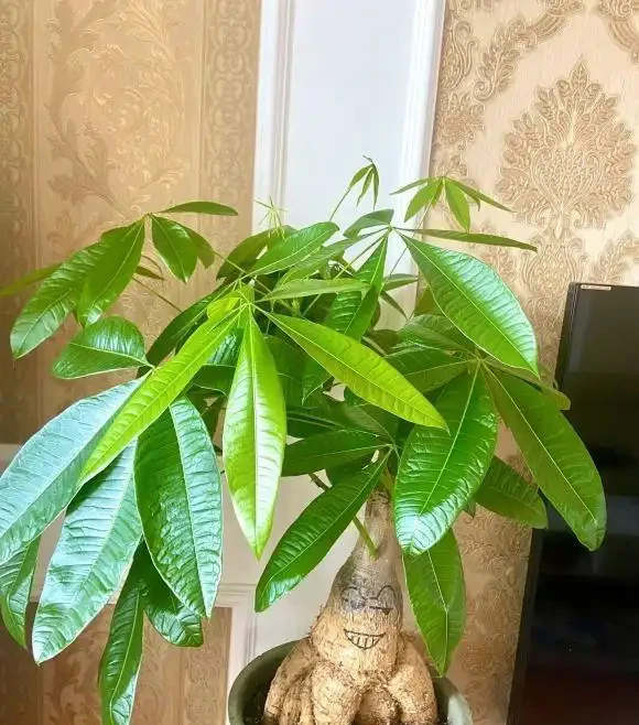 發財樹葉子焦變,空氣濕度不夠,早起盆盆水,葉子油綠綠