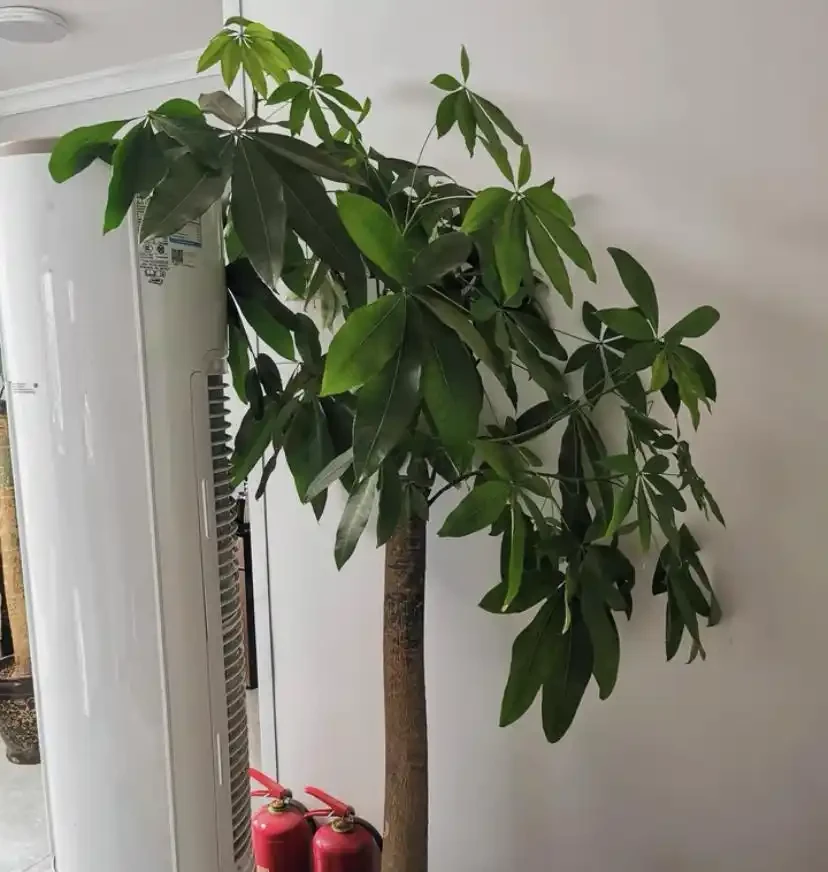 發財樹葉子焦變,空氣濕度不夠,早起盆盆水,葉子油綠綠