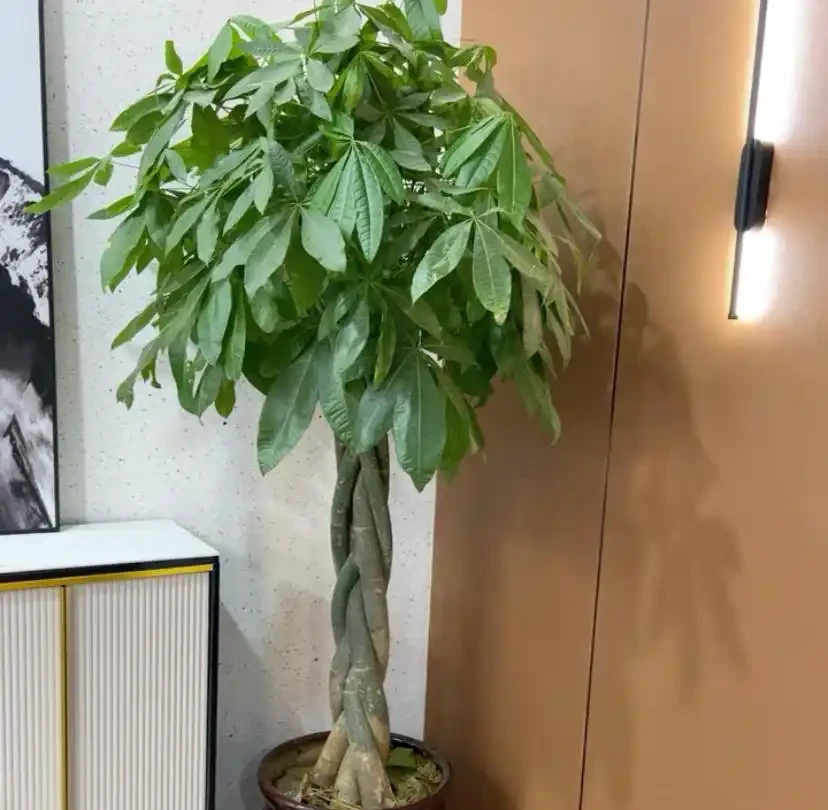 發財樹葉子焦變,空氣濕度不夠,早起盆盆水,葉子油綠綠