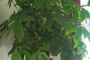 發財樹葉子焦變，空氣濕度不夠，早起盆盆水，葉子油綠綠