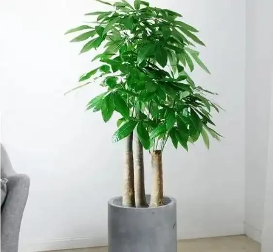 掌握這幾點,讓你的發財樹盆栽葉片油亮,枝繁葉茂