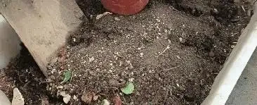 掌握這幾點,讓你的發財樹盆栽葉片油亮,枝繁葉茂