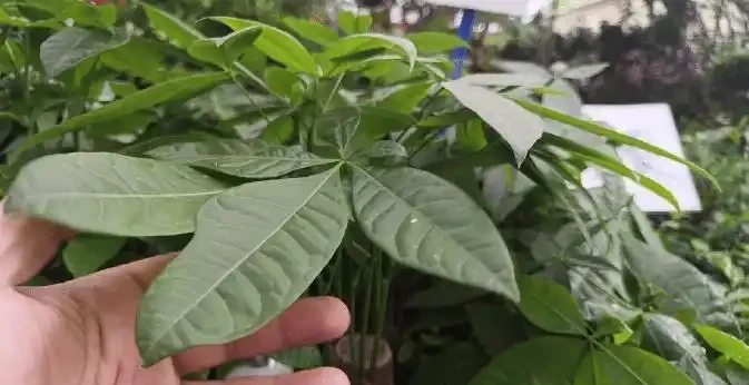 掌握這幾點,讓你的發財樹盆栽葉片油亮,枝繁葉茂