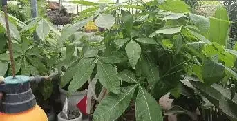 掌握這幾點,讓你的發財樹盆栽葉片油亮,枝繁葉茂