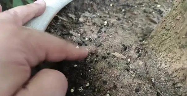 掌握這幾點,讓你的發財樹盆栽葉片油亮,枝繁葉茂