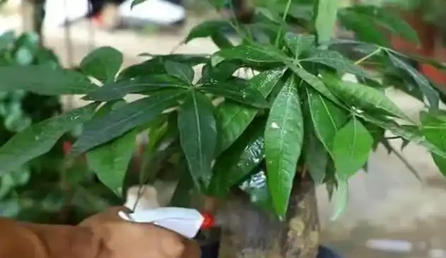 掌握這幾點,讓你的發財樹盆栽葉片油亮,枝繁葉茂