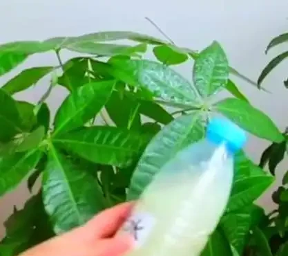 掌握這幾點,讓你的發財樹盆栽葉片油亮,枝繁葉茂