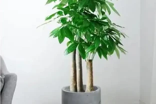 掌握這幾點，讓你的發財樹盆栽葉片油亮，枝繁葉茂