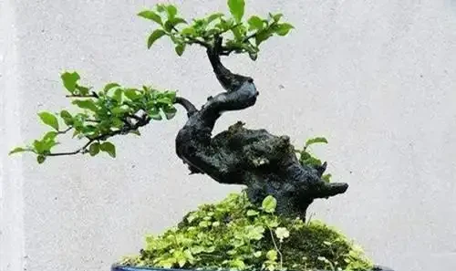 金彈子黃葉子怎麼辦?怎麼解決?