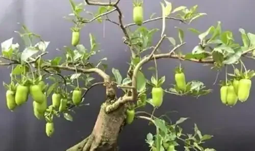 金彈子黃葉子怎麼辦?怎麼解決?
