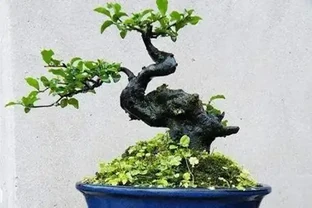 金彈子黃葉子怎麼辦？怎麼解決？
