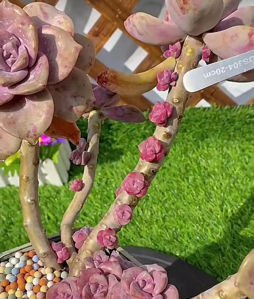浙江網友曬多肉「爆芽技術」,一根杆子七個芽,牛掰
