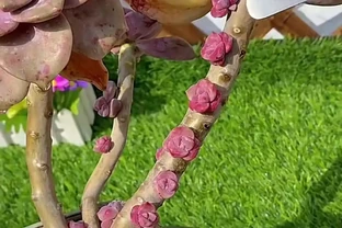 浙江網友曬多肉「爆芽技術」，一根杆子七個芽，牛掰