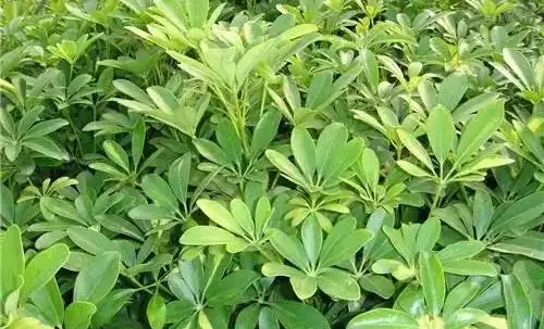 鴨腳木葉子發軟打蔫下垂是什麼原因?怎麼解決?