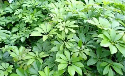 鴨腳木葉子發軟打蔫下垂是什麼原因?怎麼解決?