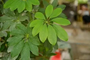 鴨腳木葉子發軟打蔫下垂是什麼原因？怎麼解決？