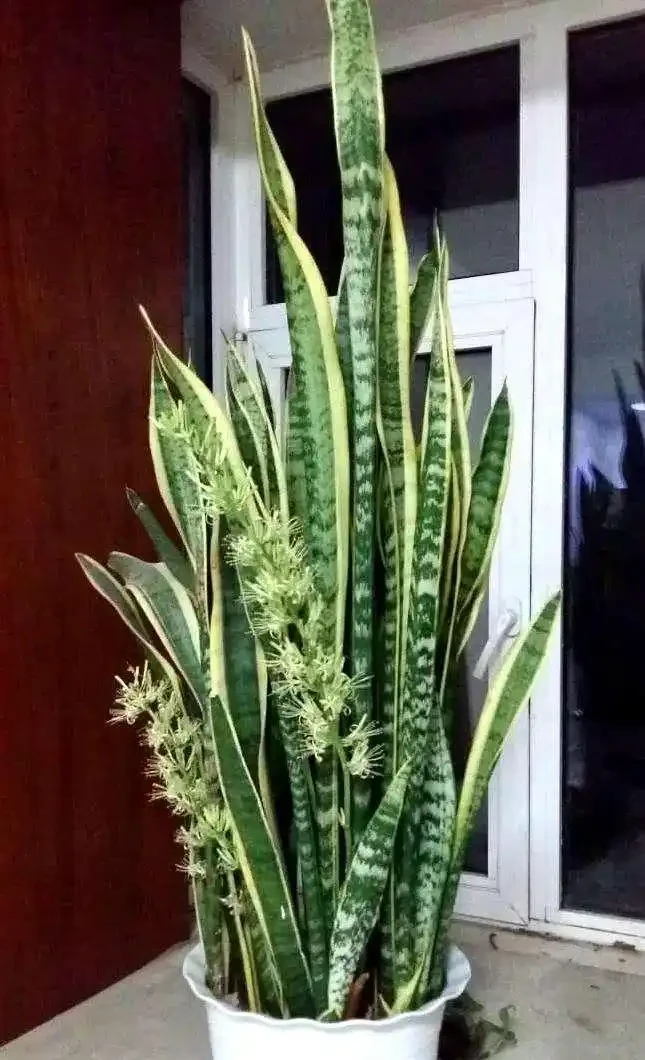 大葉招財!7種大葉花是「淨化小能手」,家裡養一盆,吉祥又健康
