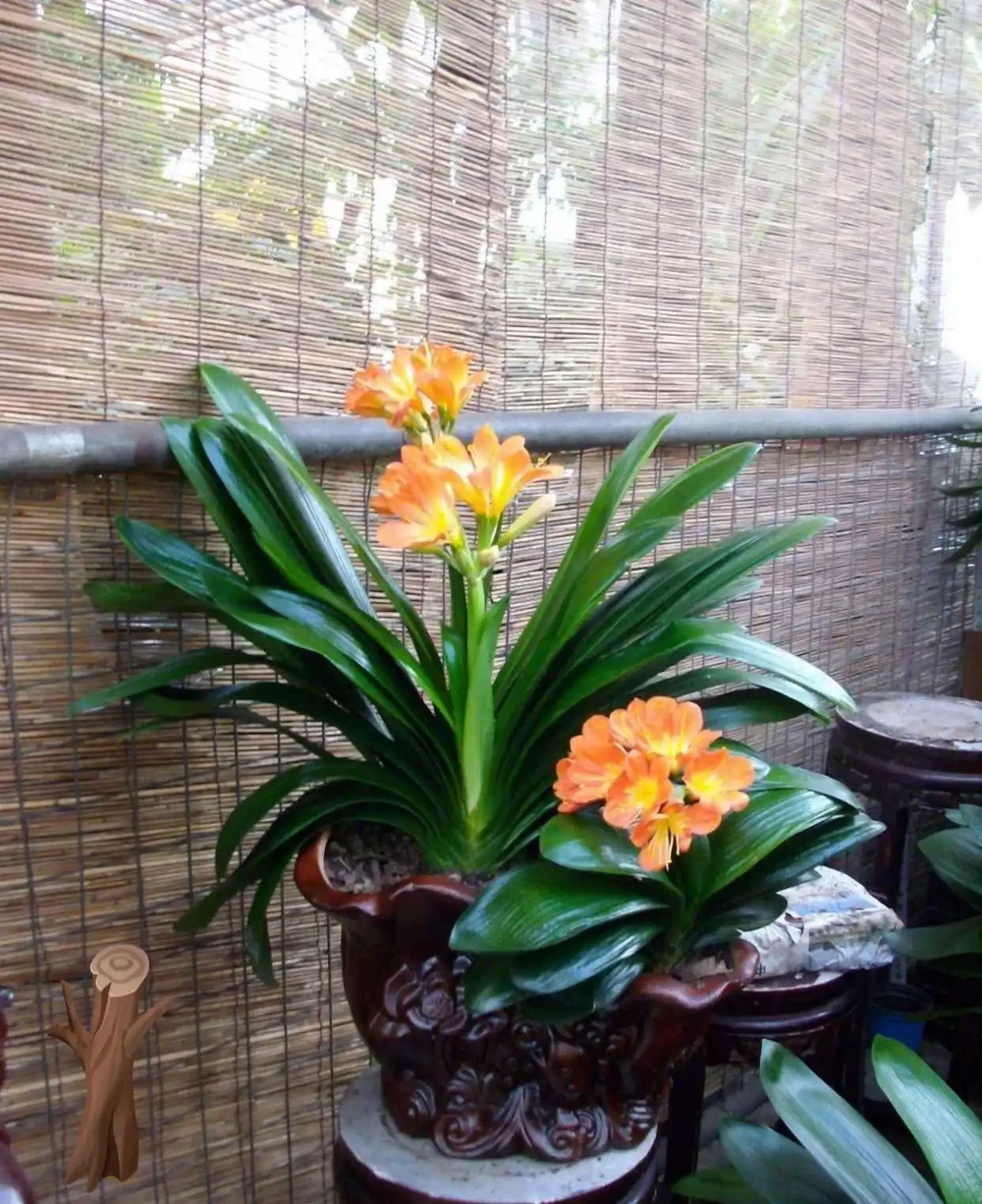 大葉招財!7種大葉花是「淨化小能手」,家裡養一盆,吉祥又健康