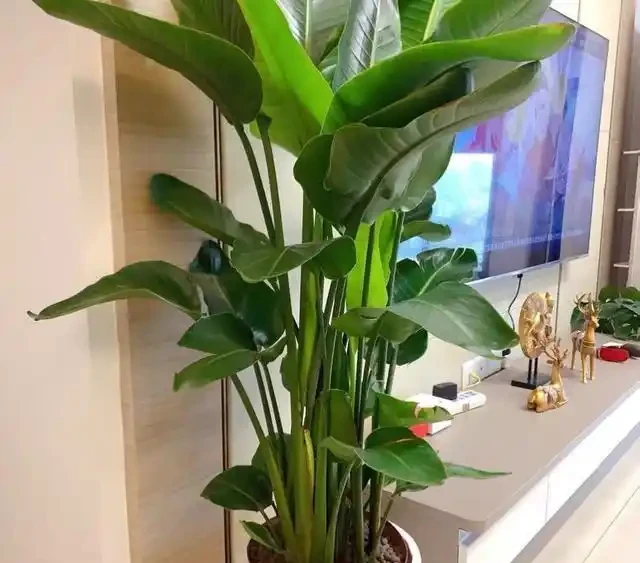 大葉招財!7種大葉花是「淨化小能手」,家裡養一盆,吉祥又健康