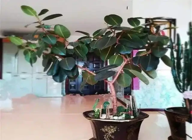 大葉招財!7種大葉花是「淨化小能手」,家裡養一盆,吉祥又健康