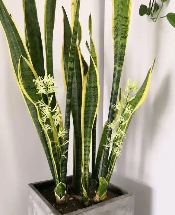 大葉招財!7種大葉花是「淨化小能手」,家裡養一盆,吉祥又健康