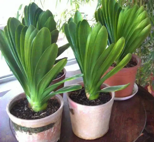 大葉招財!7種大葉花是「淨化小能手」,家裡養一盆,吉祥又健康