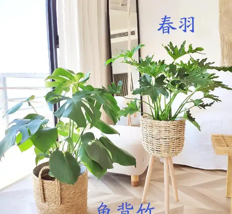 大葉招財!7種大葉花是「淨化小能手」,家裡養一盆,吉祥又健康