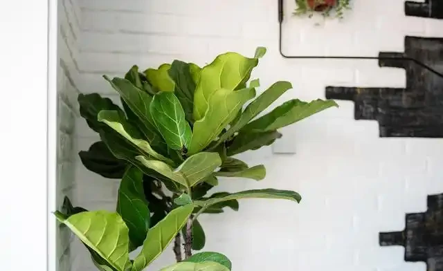 大葉招財!7種大葉花是「淨化小能手」,家裡養一盆,吉祥又健康