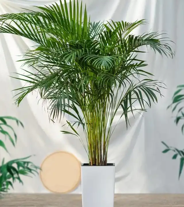 大葉招財!7種大葉花是「淨化小能手」,家裡養一盆,吉祥又健康