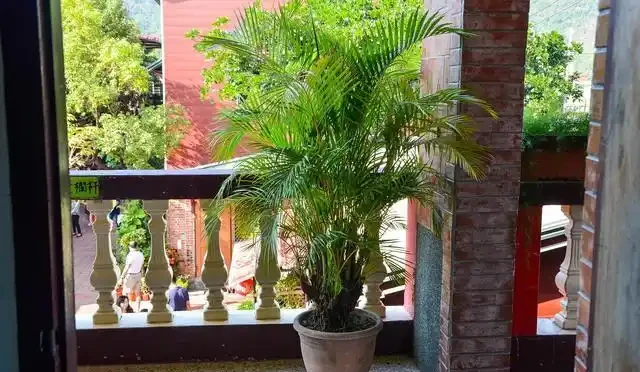 大葉招財!7種大葉花是「淨化小能手」,家裡養一盆,吉祥又健康