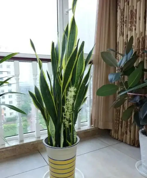大葉招財!7種大葉花是「淨化小能手」,家裡養一盆,吉祥又健康