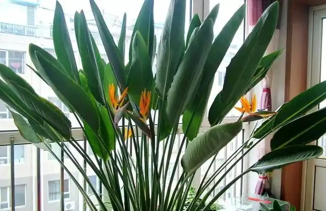 大葉招財!7種大葉花是「淨化小能手」,家裡養一盆,吉祥又健康