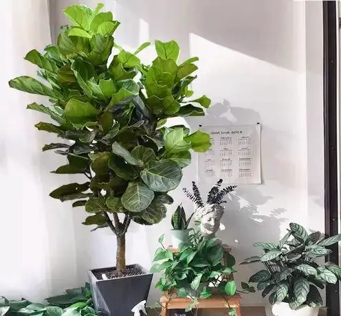 大葉招財!7種大葉花是「淨化小能手」,家裡養一盆,吉祥又健康
