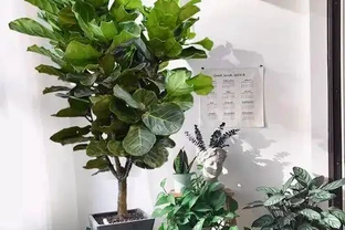 大葉招財！7種大葉花是「淨化小能手」，家裡養一盆，吉祥又健康