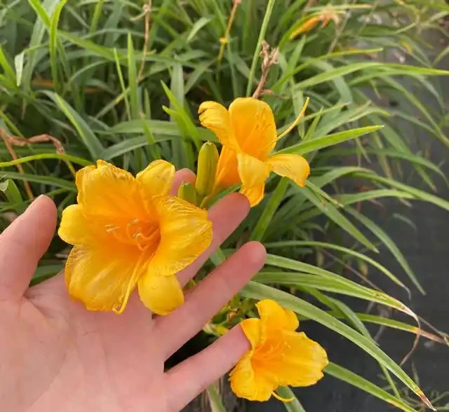 讓花兒多開花,有6個小訣竅,開花更多、質量更高,開成花球花樹
