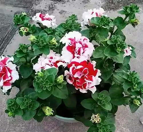 讓花兒多開花,有6個小訣竅,開花更多、質量更高,開成花球花樹