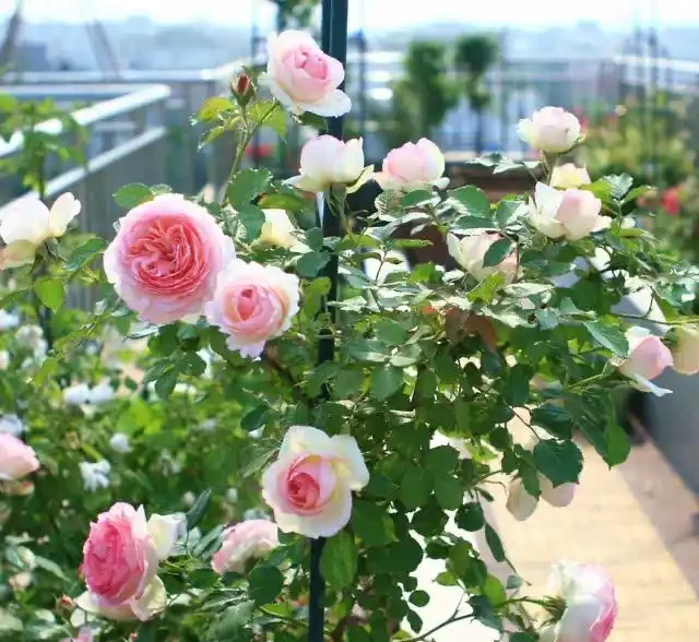 讓花兒多開花,有6個小訣竅,開花更多、質量更高,開成花球花樹
