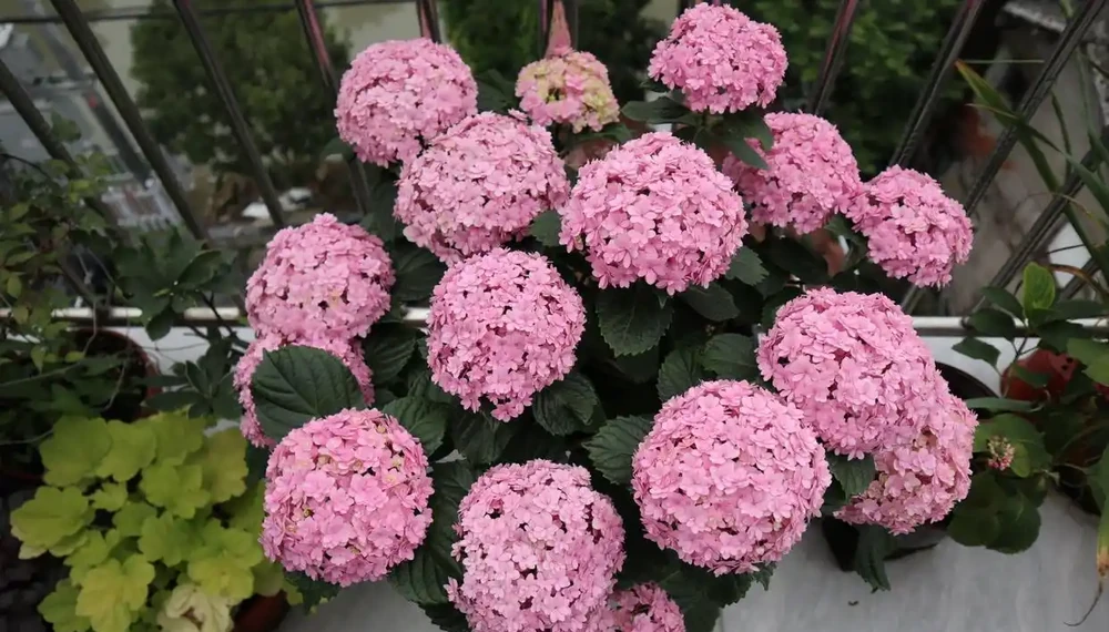 讓花兒多開花,有6個小訣竅,開花更多、質量更高,開成花球花樹